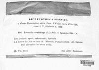 Arctoparmelia centrifuga image